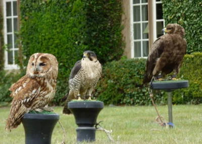 Bird of prey static display with owls, hawks, falcons and eagles