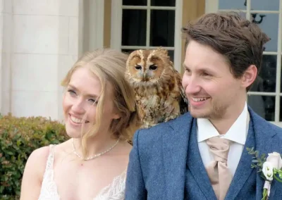 Wedding couple getting memorable photos with Fletcher the tawny owl (Strix aluco) on the brides shoulder