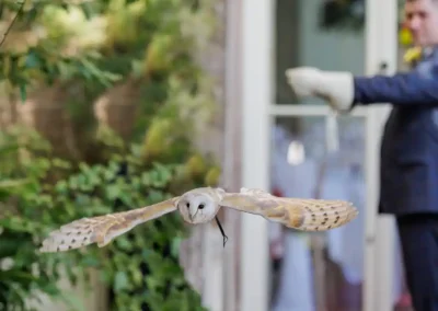 owl ring bearer barn owl retuning in flight