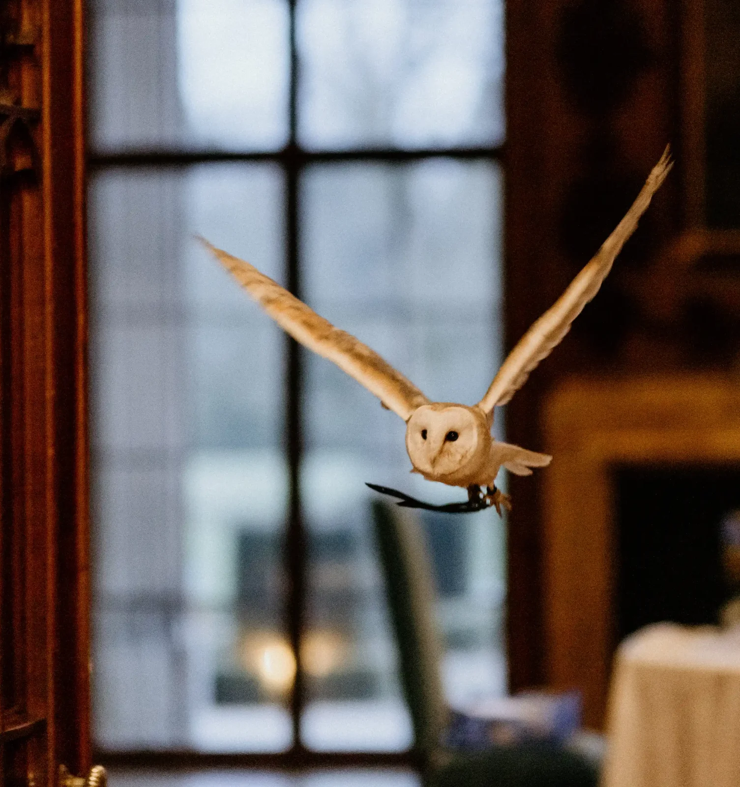 barn-owl-ring-bearer-ashridge-house-wedding-Hertfordshire-1 Juliet the owl ring bearer flying the ring, action shot