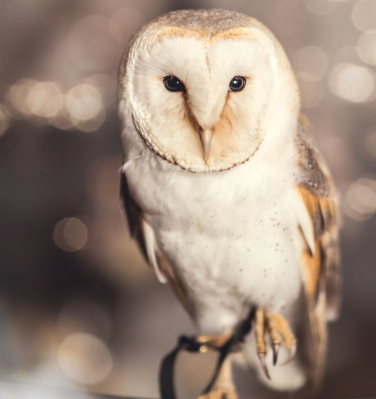 barn-owl-ring-bearer-derbyshire-wedding Barn owl looking at the camera with a blurred background