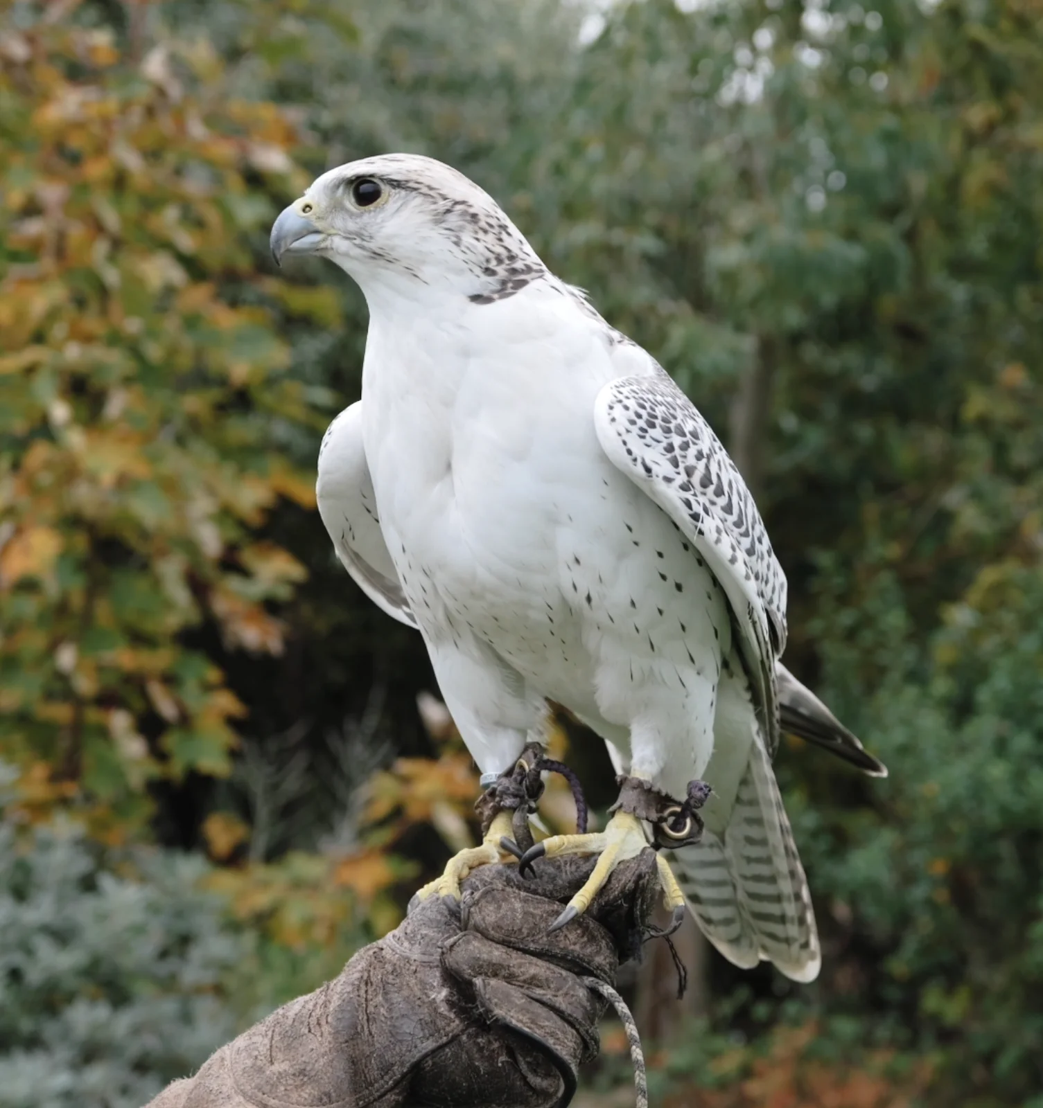 White Falcon on the glove