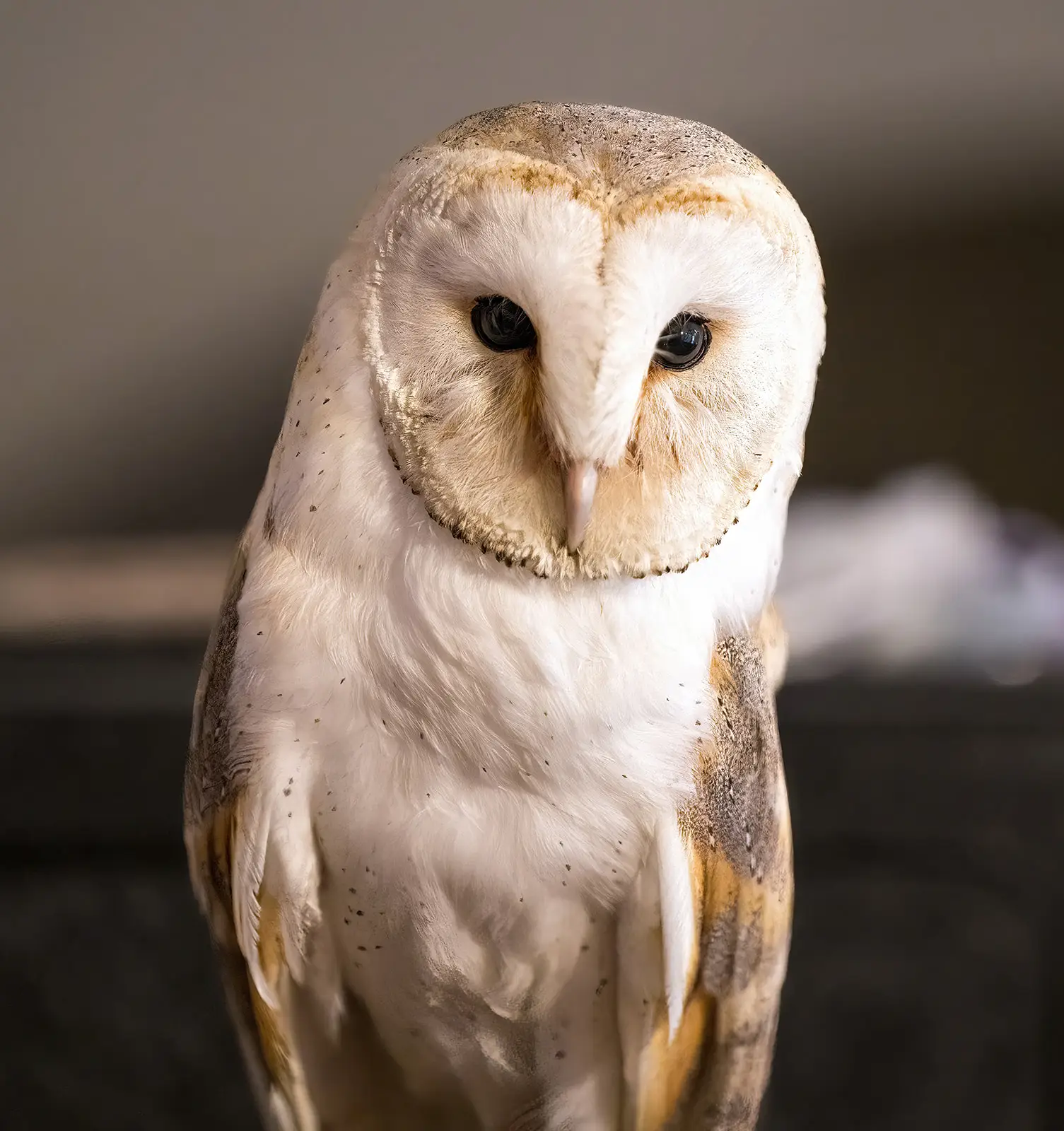 juliet-owl-ring-bearer-wedding-easton-grange-wedding-suffolk Juliet the barn owl looking at the camera at Easton Grange wedding venue