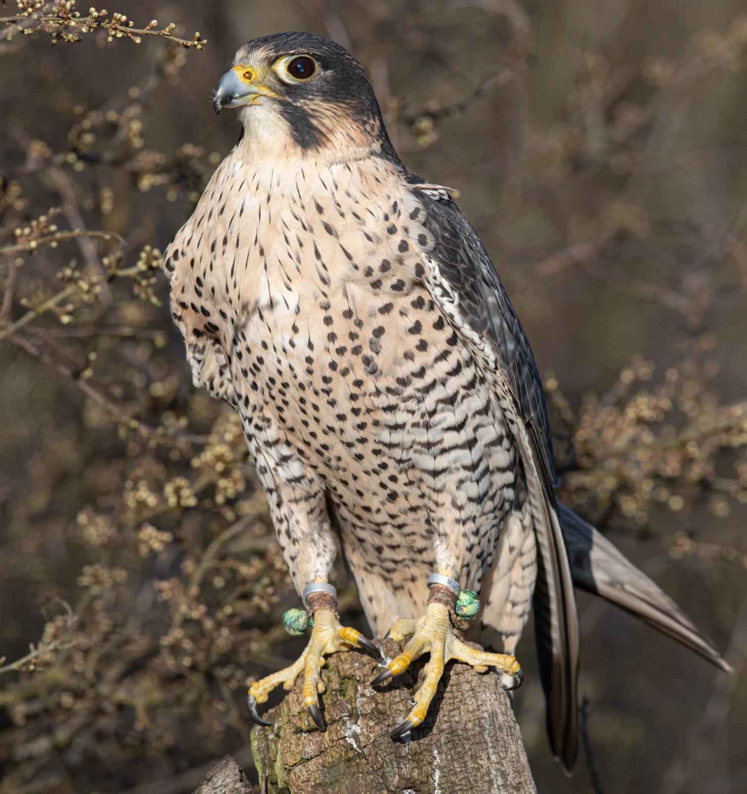 Peregrine flacon on peice of wood looking off to the left