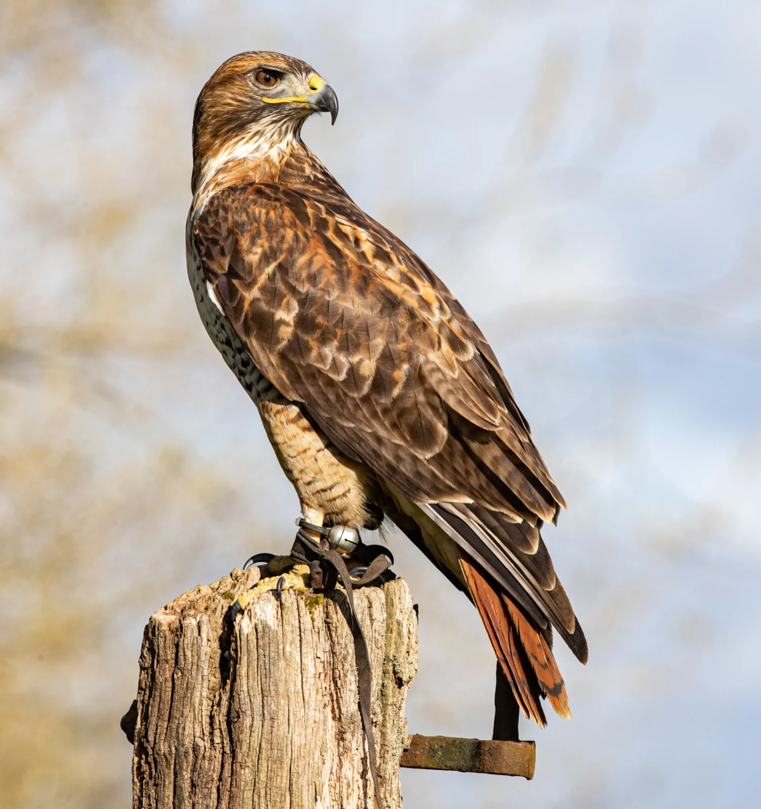 Maggie the Buzzard at a wedding bird of prey