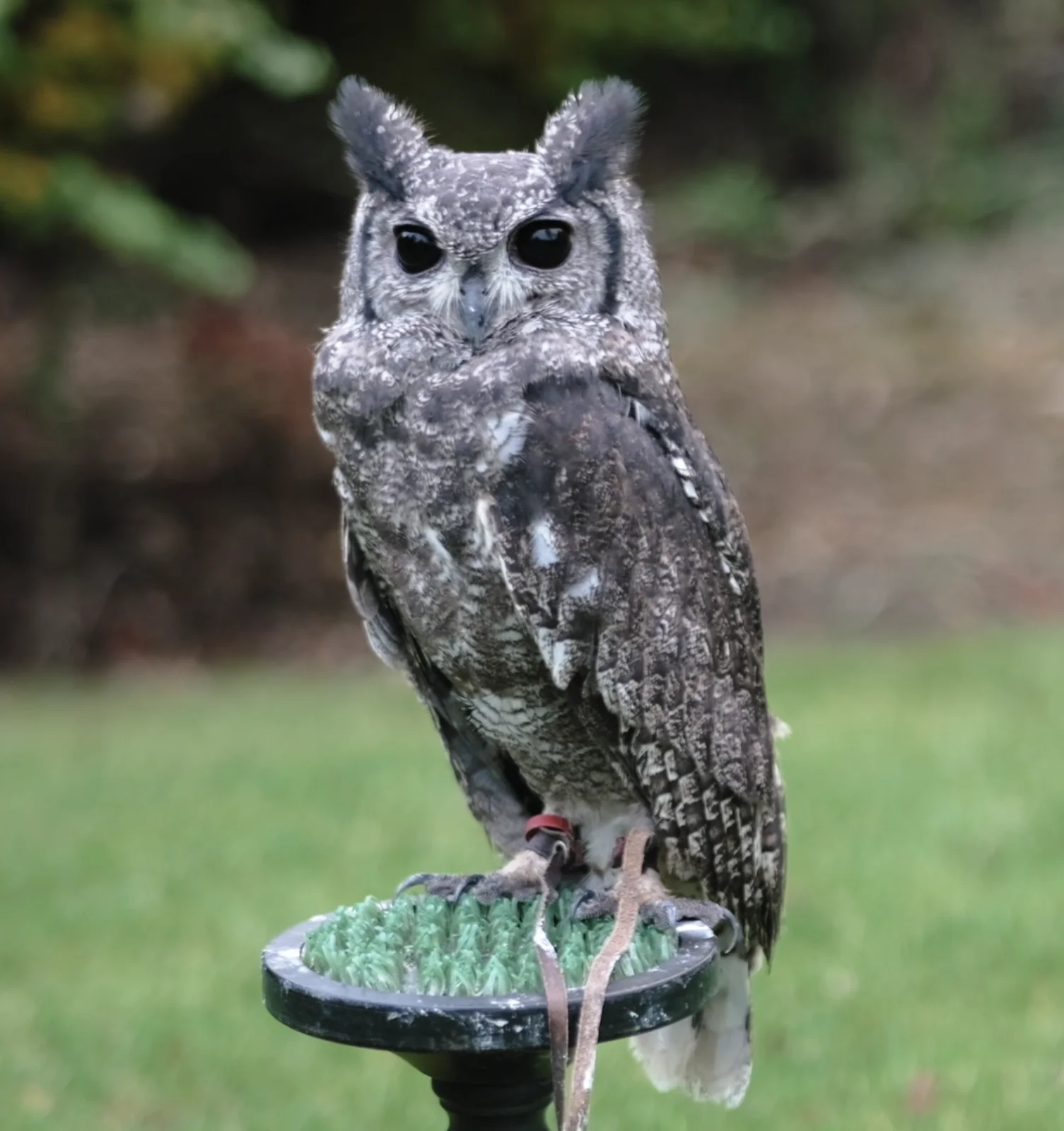 Small black owl sitting on a perch looking at camera