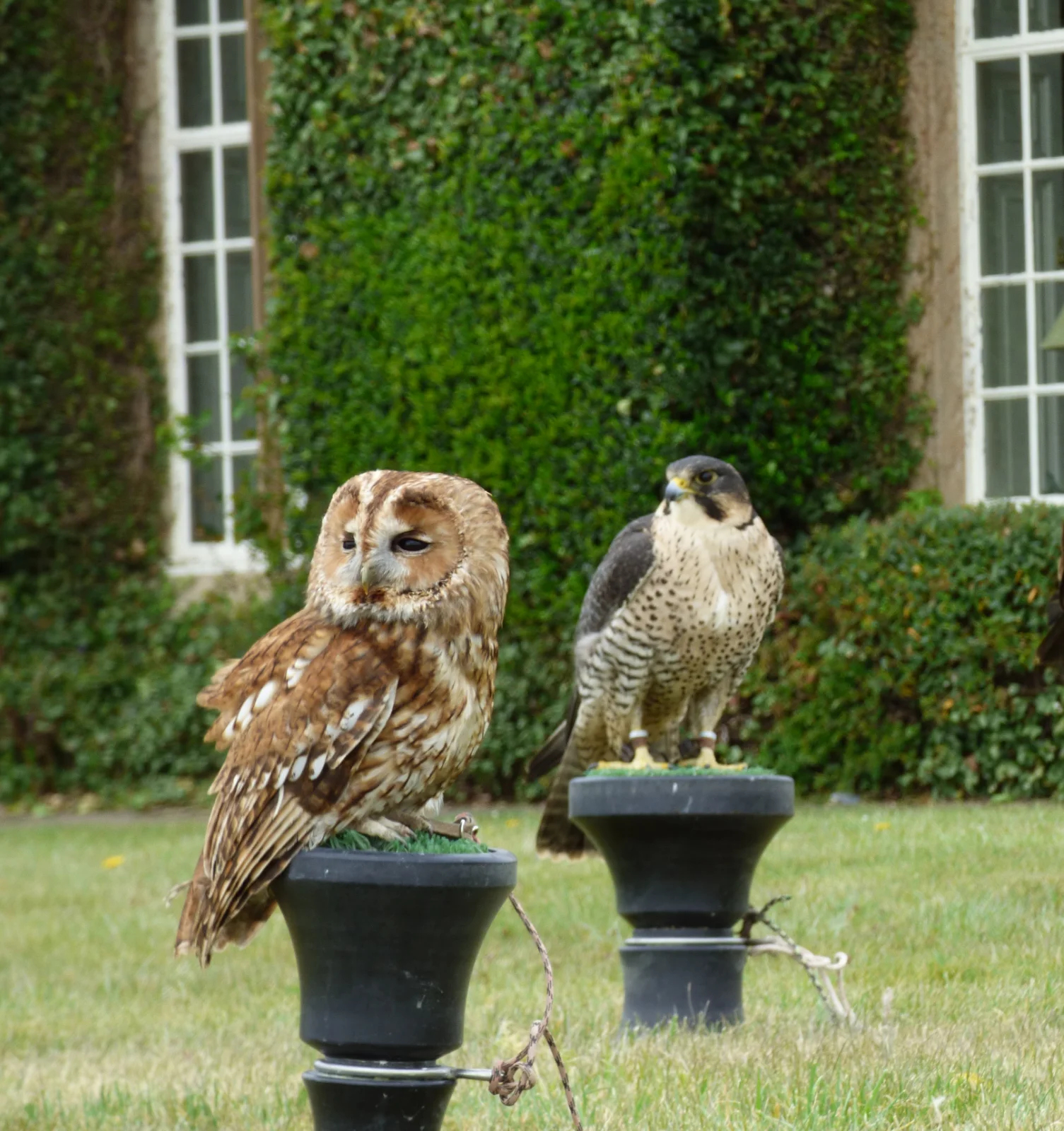 wedding-bird-of-prey-display-leicestershire a tawny owl and peregrine falcon on a perch for a static display at a wedding